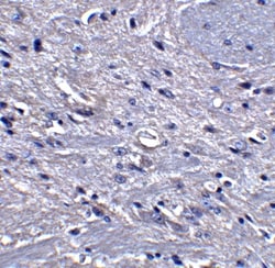 GPAM Antibody - BSA Free, Novus Biologicals 0.1mg; Unlabeled:Antibodies,