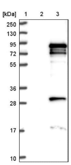 GPATCH3 Antibody, Novus Biologicals:Antibodies:Primary Antibodies