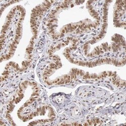 GPKOW Antibody, Novus Biologicals:Antibodies:Primary Antibodies