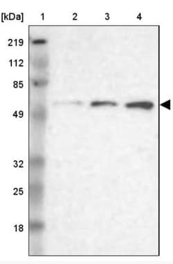 GPKOW Antibody, Novus Biologicals:Antibodies:Primary Antibodies