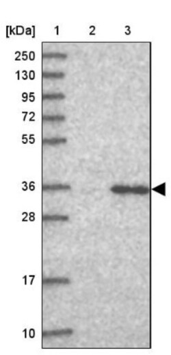 GPN3 Antibody, Novus Biologicals:Antibodies:Primary Antibodies