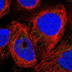 GPR108 Antibody, Novus Biologicals:Antibodies:Primary Antibodies