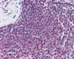 GPR109B/HM74 Antibody, Novus Biologicals:Antibodies:Primary Antibodies
