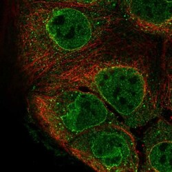 GPR114 Antibody, Novus Biologicals 0.1mL; Unlabeled:Antibodies, Polyclonal