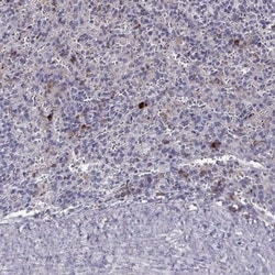 GPR114 Antibody, Novus Biologicals 0.1mL; Unlabeled:Antibodies, Polyclonal