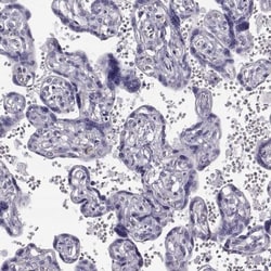 GPR114 Antibody, Novus Biologicals 0.1mL; Unlabeled:Antibodies, Polyclonal