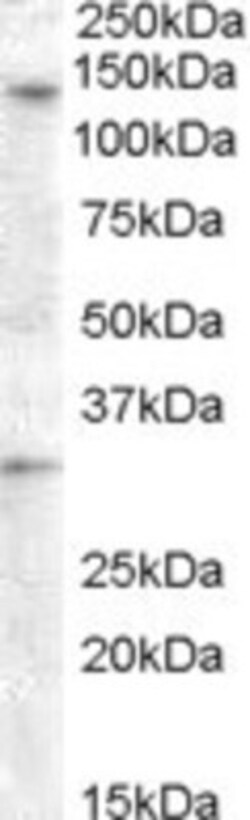 GPR125 Antibody, Novus Biologicals 0.1mg; Unlabeled:Antibodies, Polyclonal