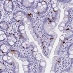 GPR137 Antibody, Novus Biologicals 0.1mL; Unlabeled:Antibodies, Polyclonal