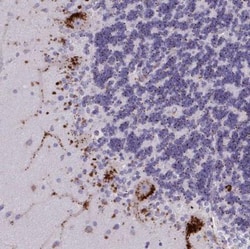 GPR162 Antibody, Novus Biologicals 0.1mL; Unlabeled:Antibodies, Polyclonal