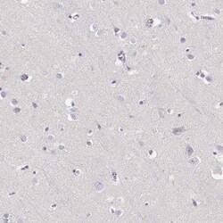 GPR174 Antibody, Novus Biologicals 0.1mL; Unlabeled:Antibodies, Polyclonal