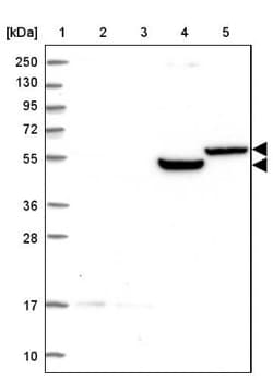 GPR176 Antibody, Novus Biologicals 0.1mL; Unlabeled:Antibodies, Polyclonal