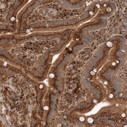 GPR27 Antibody, Novus Biologicals 25 &mu;L; Unlabeled:Antibodies, Polyclonal