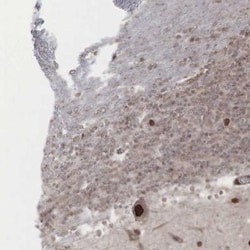 GPRASP1 Antibody, Novus Biologicals:Antibodies:Primary Antibodies