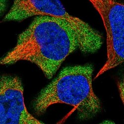 GPRASP2 Antibody, Novus Biologicals:Antibodies:Primary Antibodies