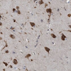 GPRASP2 Antibody, Novus Biologicals:Antibodies:Primary Antibodies