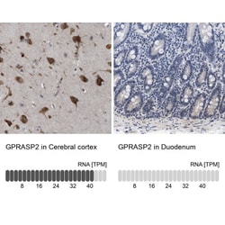 GPRASP2 Antibody, Novus Biologicals:Antibodies:Primary Antibodies