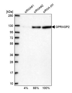 GPRASP2 Antibody, Novus Biologicals:Antibodies:Primary Antibodies