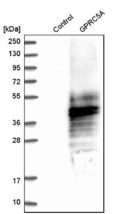 GPRC5A/RAI3 Antibody, Novus Biologicals:Antibodies:Primary Antibodies