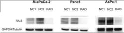 GPRC5A/RAI3 Antibody, Novus Biologicals:Antibodies:Primary Antibodies