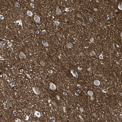 GPRC5B Antibody, Novus Biologicals:Antibodies:Primary Antibodies