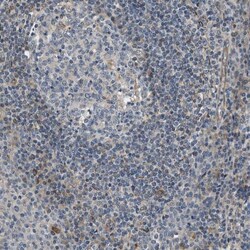 GPRC5B Antibody, Novus Biologicals:Antibodies:Primary Antibodies