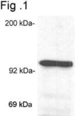 GR/NR3C1 Antibody (BuGR2) - BSA Free, Novus Biologicals 0.1mg; Unlabeled:Antibodies,