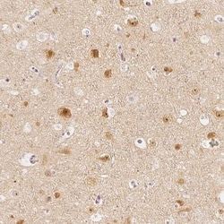 GRAF Antibody, Novus Biologicals 25 &mu;L; Unlabeled:Antibodies, Polyclonal