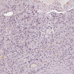 GRAF Antibody, Novus Biologicals 25 &mu;L; Unlabeled:Antibodies, Polyclonal