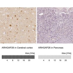 GRAF Antibody, Novus Biologicals 25 &mu;L; Unlabeled:Antibodies, Polyclonal