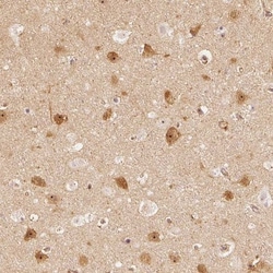 GRAF Antibody, Novus Biologicals:Antibodies:Primary Antibodies