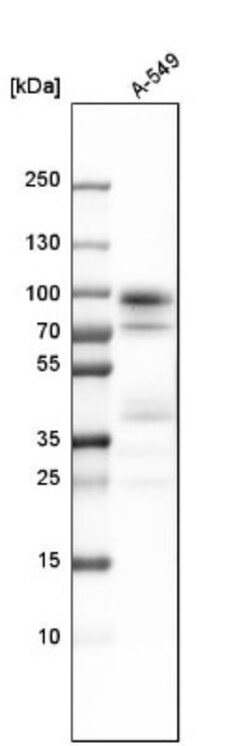 GRAF Antibody, Novus Biologicals 25 &mu;L; Unlabeled:Antibodies, Polyclonal