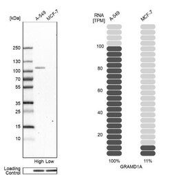 GRAMD1A Antibody, Novus Biologicals:Antibodies:Primary Antibodies