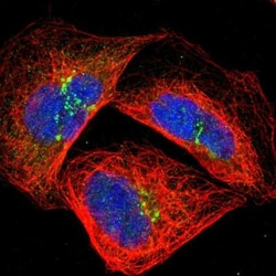 GRAMD3 Antibody, Novus Biologicals:Antibodies:Primary Antibodies