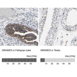 GRAMD3 Antibody, Novus Biologicals 0.1mL; Unlabeled:Antibodies, Polyclonal