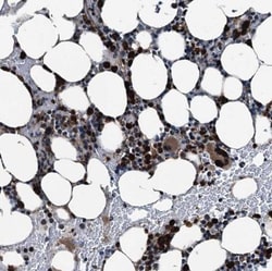 GRASP Antibody, Novus Biologicals 25 &mu;L; Unlabeled:Antibodies, Polyclonal