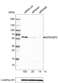 GRASP55 Antibody (CL2610), Novus Biologicals 0.1 mL | Buy Online | Novus Biologicals | Fisher Scientific