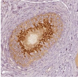 GRASP55 Antibody, Novus Biologicals:Antibodies:Primary Antibodies