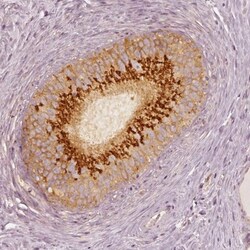 GRASP55 Antibody, Novus Biologicals 0.1mL; Unlabeled:Antibodies, Polyclonal