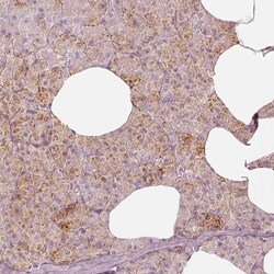GRASP55 Antibody, Novus Biologicals 0.1mL; Unlabeled:Antibodies, Polyclonal