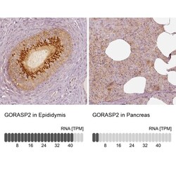 GRASP55 Antibody, Novus Biologicals 0.1mL; Unlabeled:Antibodies, Polyclonal