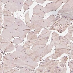 GRASP55 Antibody, Novus Biologicals 0.1mL; Unlabeled:Antibodies, Polyclonal
