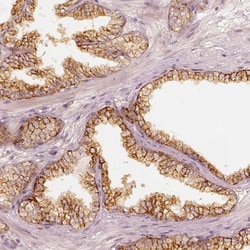 GRASP55 Antibody, Novus Biologicals 0.1mL; Unlabeled:Antibodies, Polyclonal