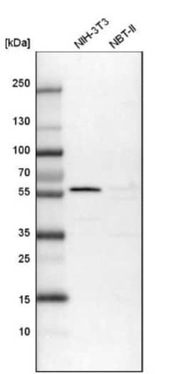 GRASP55 Antibody, Novus Biologicals:Antibodies:Primary Antibodies