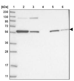 GRASP55 Antibody, Novus Biologicals 0.1mL; Unlabeled:Antibodies, Polyclonal