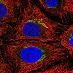 GRASP65 Antibody, Novus Biologicals 0.1mL; Unlabeled:Antibodies, Polyclonal