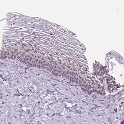 GRASP65 Antibody, Novus Biologicals 0.1mL; Unlabeled:Antibodies, Polyclonal