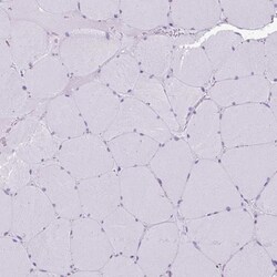 GRASP65 Antibody, Novus Biologicals 0.1mL; Unlabeled:Antibodies, Polyclonal