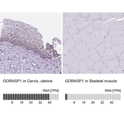 GRASP65 Antibody, Novus Biologicals 0.1mL; Unlabeled:Antibodies, Polyclonal