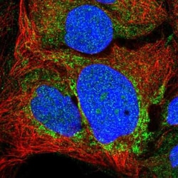 GREB1L Antibody, Novus Biologicals:Antibodies:Primary Antibodies