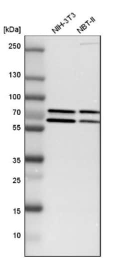 GRHL1 Antibody, Novus Biologicals:Antibodies:Primary Antibodies